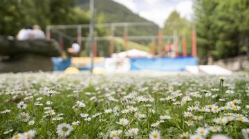 A meadow with many daisies blooms in front of a playground. In the background, people and trees are visible.