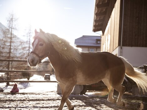 Reiten_5