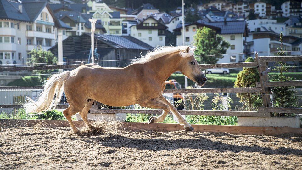 A blond horse is running fast in a riding stable. In the background, there are houses and a beautiful mountain visible.