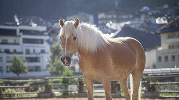 Reiten_4
