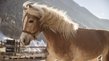 Reiten_6