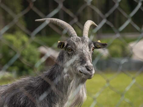 Tiere