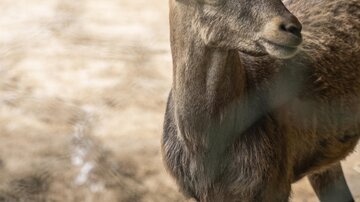 Tiere_