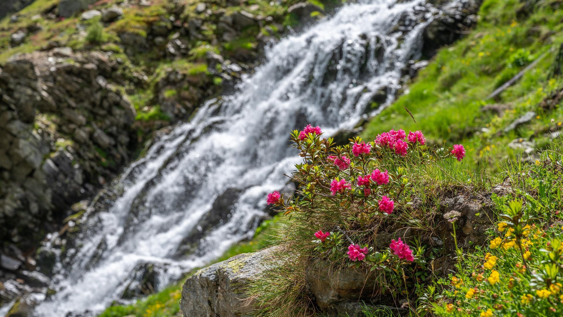 A waterfall flows over green meadows. Colorful flowers, especially pink ones, bloom along the shore.